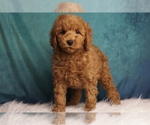 Medium Goldendoodle (Miniature)