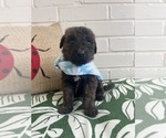 Small Labradoodle