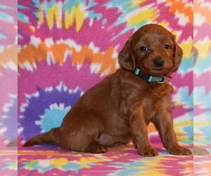 Goldendoodle-Poodle (Miniature) Mix Puppy for sale in SUNBURY, PA, USA