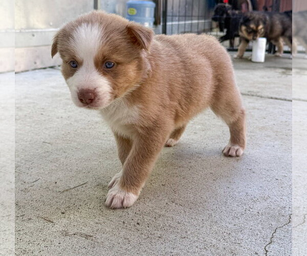 Medium Photo #4 Labrador Retriever-Unknown Mix Puppy For Sale in San Diego, CA, USA