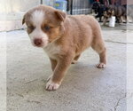Small #3 Labrador Retriever Mix