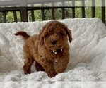 Small Photo #8 Goldendoodle mix (+ Poodle Miniature) Puppy For Sale in RANDOLPH, WI, USA