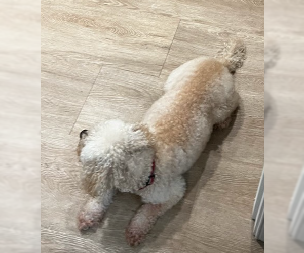 Medium Photo #3 Bichon Frise-Unknown Mix Puppy For Sale in Decatur, GA, USA