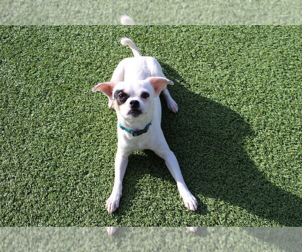 Medium Photo #11 Chihuahua-Unknown Mix Puppy For Sale in Chestertown, MD, USA