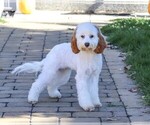 Emerald - Female Cavapoo (Miniature) Puppy for Sale - Photo #3