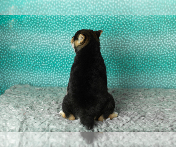 Medium Photo #6 Shiba Inu Puppy For Sale in MILLERSBURG, IN, USA