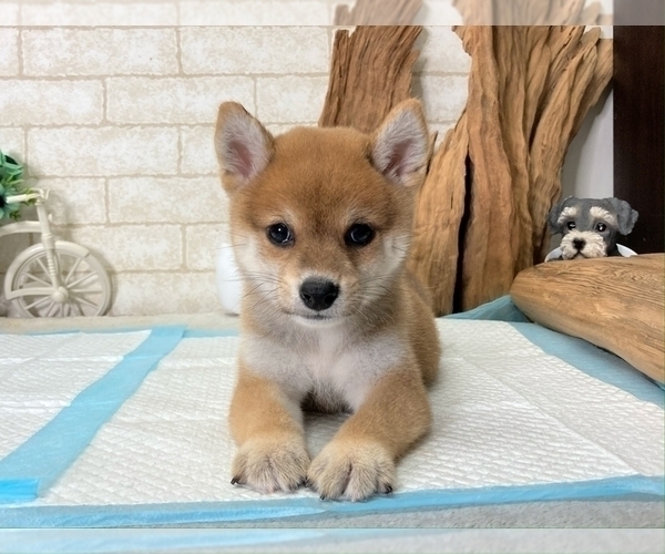 Medium Photo #11 Shiba Inu Puppy For Sale in SEATTLE, WA, USA