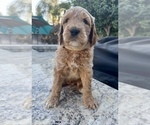 Small Photo #4 Goldendoodle Puppy For Sale in CLOVIS, CA, USA