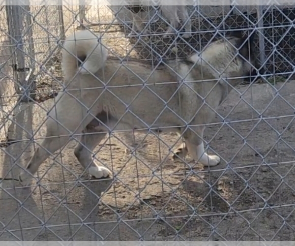 Medium Photo #1 Akita Puppy For Sale in COLUMBUS, OH, USA