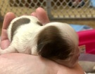 Small Photo #26 Shih Tzu Puppy For Sale in AVONDALE-GOODYEAR, AZ, USA
