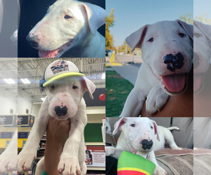 Bull Terrier Puppy for sale in EXETER, CA, USA