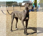 Small #6 Great Dane