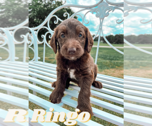 Medium Photo #3 Labradoodle Puppy For Sale in ROCKY MOUNT, NC, USA