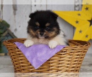 Pomeranian Puppy for sale in FREDERICKSBG, OH, USA
