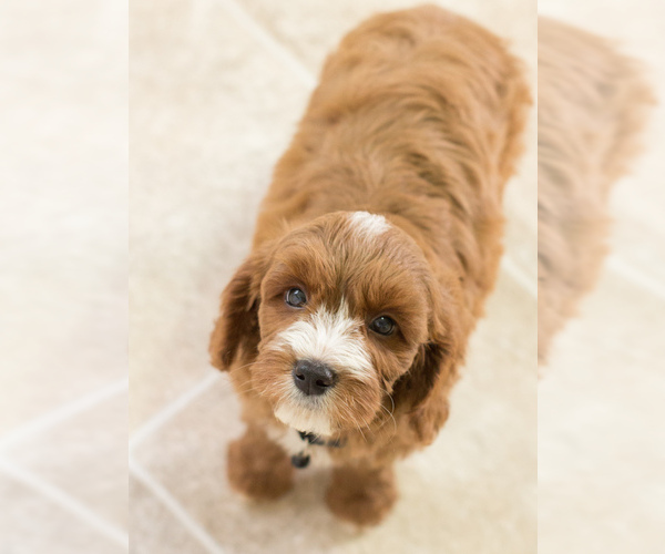 Medium Photo #2 Cavapoo Puppy For Sale in BAY VIEW, WI, USA