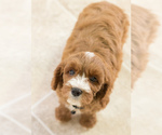 Small Photo #2 Cavapoo Puppy For Sale in BAY VIEW, WI, USA
