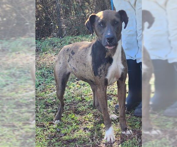 Medium Photo #1 Catahoula Leopard Dog-Unknown Mix Puppy For Sale in Wetumpka, AL, USA
