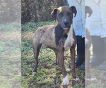Small Catahoula Leopard Dog Mix