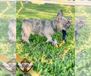French Bulldog Puppy for sale in ATHENS, GA, USA