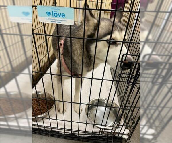 Medium Photo #1 Siberian Husky-Unknown Mix Puppy For Sale in Texas City, TX, USA