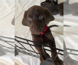 Labrador Retriever Puppy for sale in MIAMI, FL, USA