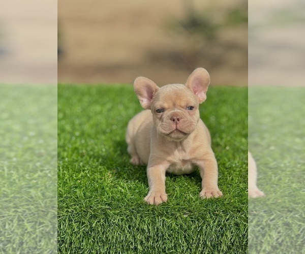 Medium Photo #5 French Bulldog Puppy For Sale in CORPUS CHRISTI, TX, USA