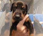 Puppy Archer Doberman Pinscher