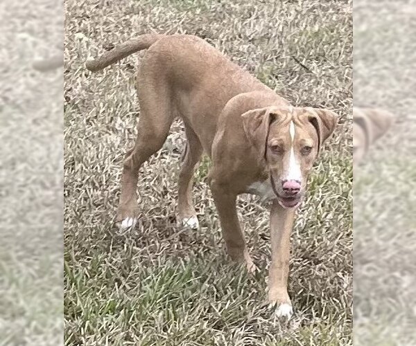 Medium Photo #2 Catahoula Leopard Dog Puppy For Sale in Royal Palm Beach, FL, USA