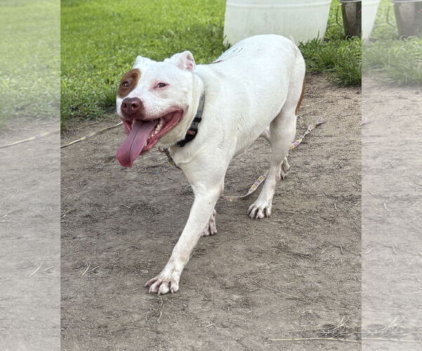 Medium Photo #3 Mutt Puppy For Sale in Virginia Beach, VA, USA