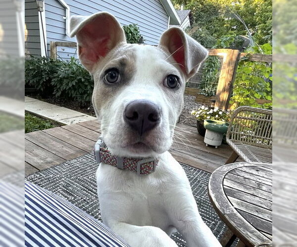 Medium Photo #2 American Pit Bull Terrier-Unknown Mix Puppy For Sale in Andover, MN, USA