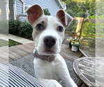 Small #1 American Pit Bull Terrier Mix