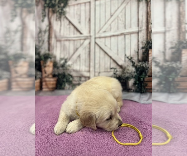 Medium Photo #17 English Cream Golden Retriever Puppy For Sale in BUSHNELL, FL, USA