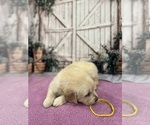 Small #16 English Cream Golden Retriever