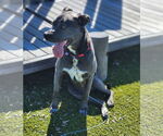Small #25 Blue Lacy Mix