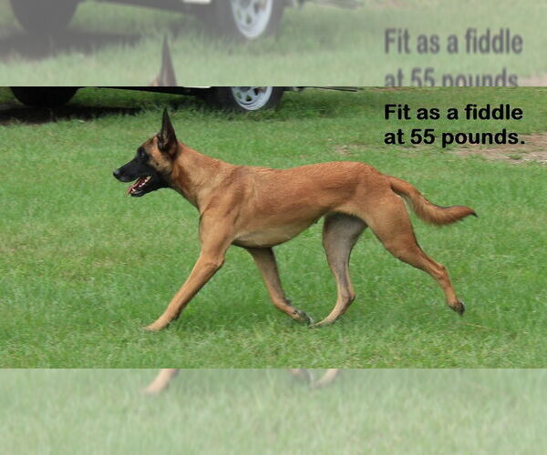 Medium Photo #6 Mutt Puppy For Sale in Stevens Point, WI, USA