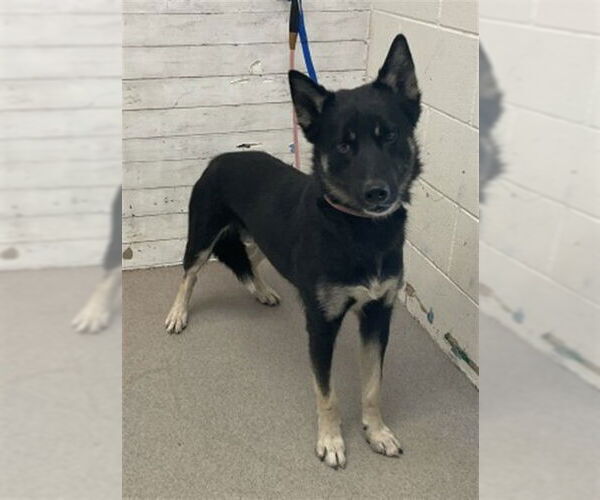 Medium Photo #1 Gerberian Shepsky Puppy For Sale in San Bernardino, CA, USA