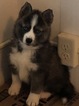 Small Photo #1 Pomsky Puppy For Sale in MIDDLETOWN, OH, USA