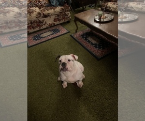 Olde English Bulldogge Puppy for sale in MILWAUKEE, WI, USA