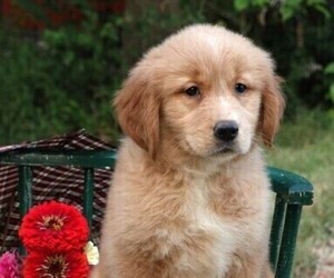 Golden Retriever Puppy for Sale in JONES, Michigan USA