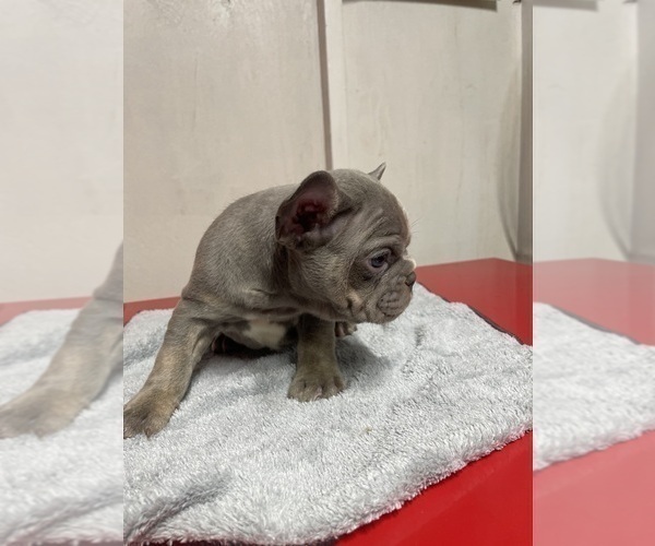 Medium Photo #3 French Bulldog Puppy For Sale in SANTA PAULA, CA, USA