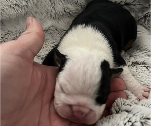 English Bulldog Puppy for sale in MIDLOTHIAN, TX, USA