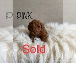 Small Photo #8 Goldendoodle (Miniature) Puppy For Sale in SYRACUSE, UT, USA