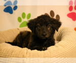 Small #2 Great Pyrenees Mix