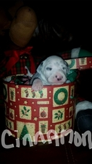 Dalmatian Puppy for sale in WEATHERFORD, TX, USA