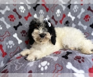 Cock-A-Poo Puppy for sale in LAKELAND, FL, USA