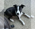 Small #1 Mutt