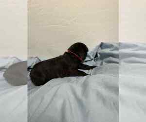 Cane Corso Puppy for sale in CAMBY, IN, USA