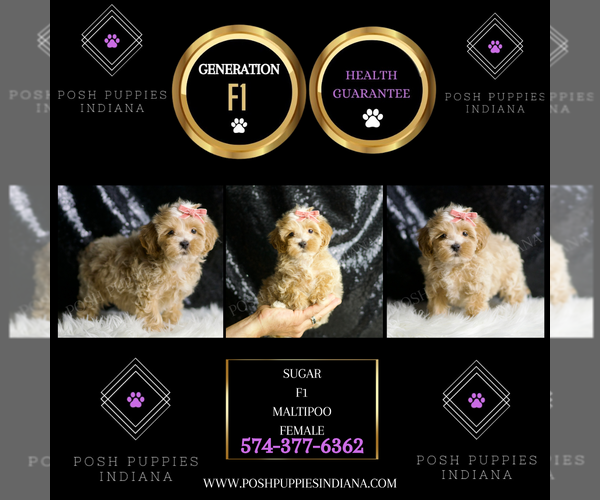 Medium Photo #53 Maltipoo (Miniature) Puppy For Sale in WARSAW, IN, USA