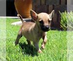 Small #1 Chihuahua Mix