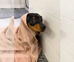 Small Photo #3 Dachshund-Unknown Mix Puppy For Sale in Greenville, SC, USA